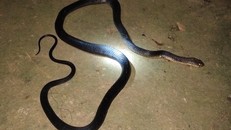 Cố bắn con rắn trong chuồng gà, ông Hòa bị cắn tử vong (ảnh minh họa)