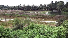 Khu vực nuôi tôm của hộ gia đình ông Phạm Văn Thanh.