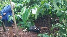 Hiện trường vụ người dân phát hiện thi thể người đàn ông tử vong bất thường dưới gốc cà phê. 