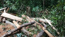 Rừng phòng hộ A Lưới bị lâm tặc đốn hạ nhiều cây gỗ quý. 
