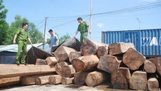 Khai trừ khỏi Đảng 2 cán bộ ở Đắk Lắk do liên quan đên vụ vận chuyển gỗ. 