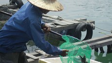 Khu vực biển Vịnh Dung Quất - nơi xảy ra cá bớp nuôi chết.