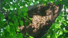 Thanh niên bị ong đốt chết, 10 người kéo lên 'giải vía' tiếp tục bị thương