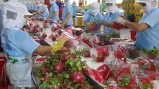 Sơ chế thanh long xuất khẩu ở Tiền Giang