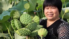 Du lịch vườn trại kết hợp hái rau củ quả đem lại thu nhập khủng cho thành phố Vũ Hán