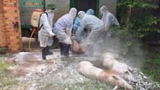 Bộ trưởng Bộ NN-PTNT: 100% lợn sẽ chết nếu “dính” virút dịch tả lợn Châu Phi