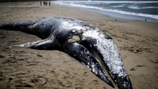 Hàng chục con cá voi xám đã chết và dạt lên bờ biển phía tây nước Mỹ, con số cao nhất trong vòng 2 thập kỷ. Ảnh: Getty.