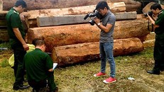 Lực lượng chức năng đo đếm khối lượng gỗ bị cướp năm 2016