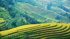 Rực rỡ mùa lúa chín vàng tại huyện Hoàng Su Phì. Ảnh: Vũ Bắc/TTXVN