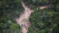 Khoảng rừng Amazon bị chặt phá tại Para, Brazil, ngày 14/10/2014. (Nguồn: AFP/TTXVN)