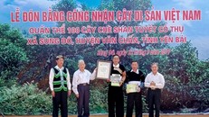 Hội Bảo vệ Thiên nhiên và Môi trường Việt Nam trao Bằng công nhận quần thể Cây Di sản Việt Nam chè Shan tuyết Giàng Pằng cho xã Sùng Đô, huyện Văn Chấn (Yên Bái). Ảnh: TTXVN phát