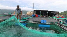 Một bè nuôi thuỷ sản trên vùng biển vịnh Vân Phong (xã Vạn Thạnh, huyện Vạn Ninh) được người dân kiểm tra, gia cố trước khi bão số 6 đổ bộ. Ảnh: Nguyễn Dũng/TTXVN