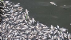 Cá rô phi trong hồ Đại An đồng loạt bị chết. Ảnh: Nguyên Lý/TTXVN