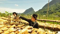 Ngân sách nhà nước cho đồng bào dân tộc thiểu số:Chuyển hỗ trợ trực tiếp sang cho vay có điều kiện