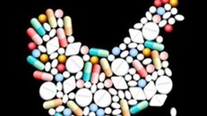 FAO cam kết cùng Việt Nam kiểm soát kháng sinh trong chăn nuôi.