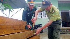 Đồn Biên phòng Nhâm bàn giao tang vật cho Kiểm lâm huyện A Lưới, tỉnh Thừa Thiên Huế.