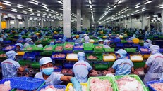 Sản xuất chế biến cá tra tại ĐBSCL