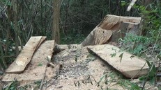 Hiện trường vụ phá rừng trên địa bàn xã Bình Hòa, huyện Krông Ana, tỉnh Đắk Lắk. Ảnh: TTXVN phát