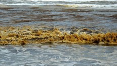Nước biển có màu xám đen, nổi bọt vàng. Ảnh: Phước Ngọc/TTXVN