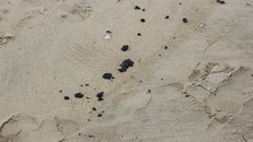 Dầu hắc đóng thành cục nhỏ tấp vào bờ biển Tam Thanh.