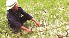 Thủ tướng chỉ đạo các địa phương chủ động chuyển đổi diện tích đất lúa không đảm bảo nước tưới sang cây trồng cạn có hiệu quả cao hơn.