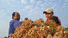 Vụ ‘nói xấu’ tỏi Lý Sơn trên mạng xã hội: Đề nghị Bộ Công an vào cuộc