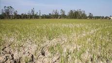 Lúa vụ 3 của nông dân huyện Long Phú đứng trước nguy cơ mất trắng do thiếu nước tưới.