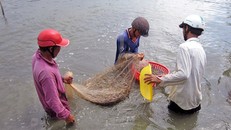 Thu hoạch tôm thẻ trên nền đất mô hình tôm - lúa cho hiệu quả kinh tế cao tại ấp An Hòa, xã Gia Hòa 2, huyện Mỹ Xuyên (Sóc Trăng).