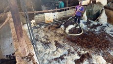 Công nhân tẩy rửa nguyên liệu sản xuất giấy bằng hóa chất độc hại.