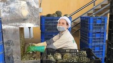 Sản xuất trong nước hướng tới quy mô, chất lượng.