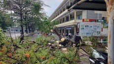 Sau cơn mưa lớn, cây phượng vĩ trong khuôn viên Trường THCS Trần Hưng Đạo bật gốc.