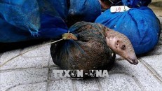 Chuỗi cung ứng ĐVHD làm thực phẩm gia tăng nguy cơ truyền virus corona sang người. Ảnh: TTXVN