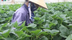 Sáu tháng đầu năm 2020, ngành nông nghiệp vượt qua nhiều biến động, góp phần quan trọng vào mức tăng trưởng 1,81% GDP của nền kinh tế.