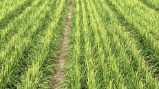 Giống 'lúa khô' có thể phát triển trên sa mạc. Ảnh: Global Times