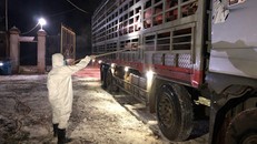 Heo giống Thái Lan nhập khẩu được đưa về cách ly tại Đồng Nai