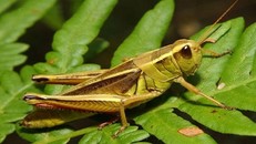 Loài châu chấu tràn vào Điện Biên có sức tàn phá thế nào?
