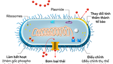 Cơ chế đề kháng kháng sinh.