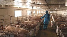 Tổ chức phun thuốc tiêu độc, khử trùng khu vực trang trại chăn nuôi để phòng, chống dịch bệnh. 