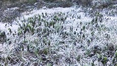 Nghệ An: Ra Công điện ứng phó với rét đậm, rét hại