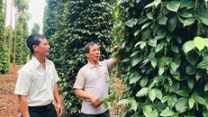 Người nông dân không nên mở rộng diện tích hồ tiêu khi thấy giá tăng cao