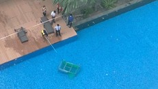 Chuồng thú bay từ trên cao xuống hồ bơi tại chung cư The Vista ở TP.HCM 