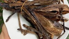 Vị thuốc Địa long (Giun đất). Ảnh minh hoạ