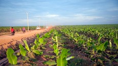 HAGL Agrico lý giải việc lỗ ròng 123 tỷ đồng nửa đầu năm 2021