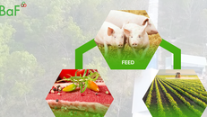 Trước thềm niêm yết, BaF bị nghi ngờ 'làm đẹp' báo cáo tài chính