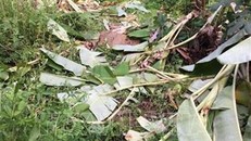 Dấu vết đàn voi rừng xuất hiện tại xã biên giới Ia Mơr, huyện Chư Prông (tỉnh Gia Lai).