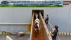 Liên tục trong 2 ngày 6 và 7/7, đàn bò tơ và bò mang thai nhập khẩu từ Mỹ đã cập cảng Nghi Sơn và Dung Quất để về mái nhà mới là các trang trại Vinamilk Green Farm tại Thanh Hóa và Quảng Ngãi