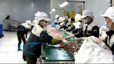 Nông nghiệp vẫn là "trụ đỡ" của nền kinh tế.