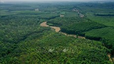 Diện tích rừng của người dân ở Gio Linh (Quảng Trị). (Ảnh minh họa)