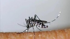 Dịch sốt xuất huyết diễn biến phức tạp ở tỉnh miền Đông Cuba