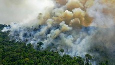 Khu vực rừng Amazon tại Brazil phát thải nhiều hơn so với hấp thụ khí CO2
